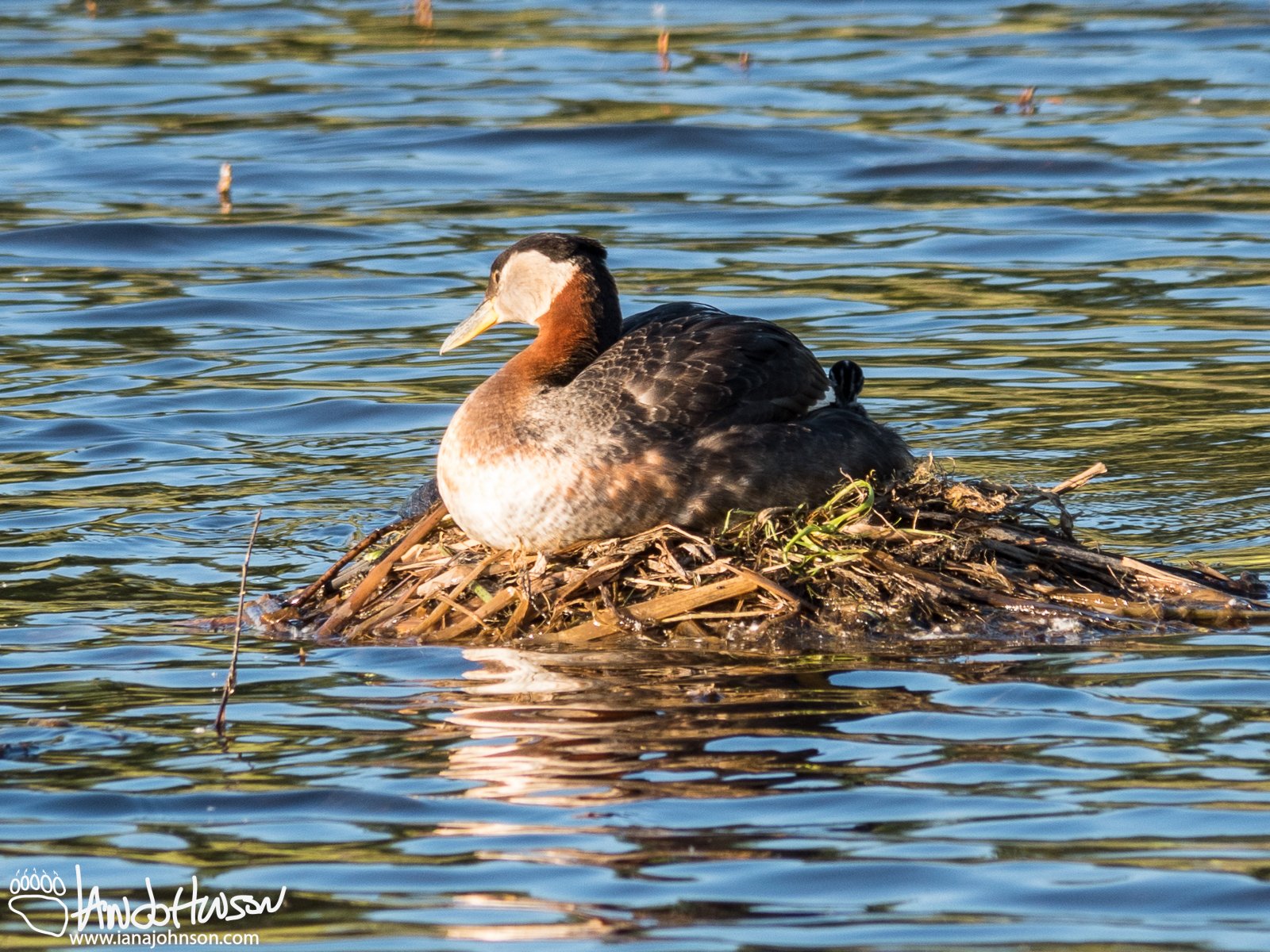 June 15th : Looking beyond the nest.