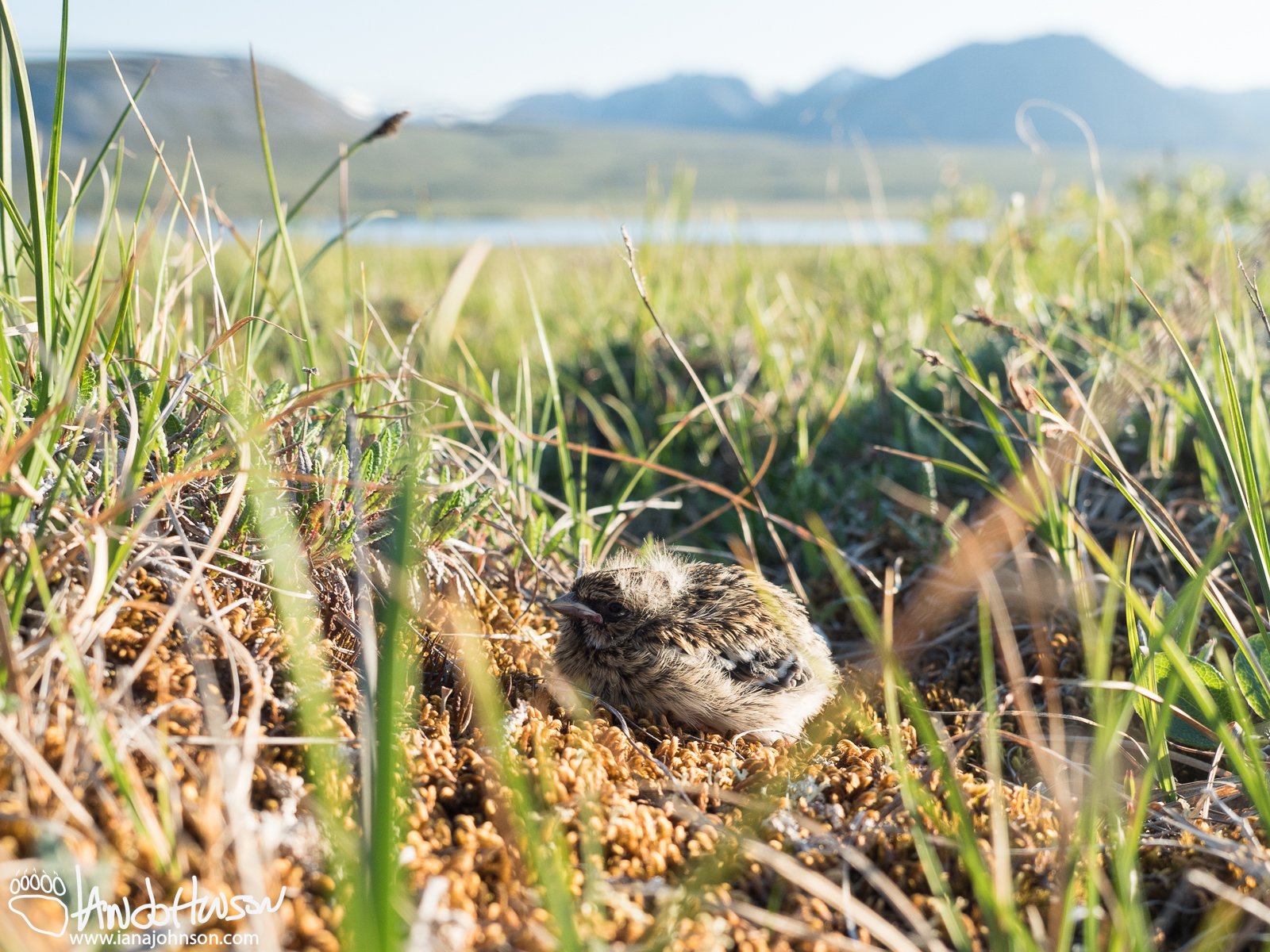 June 20th : Longspur chick on the tundra
