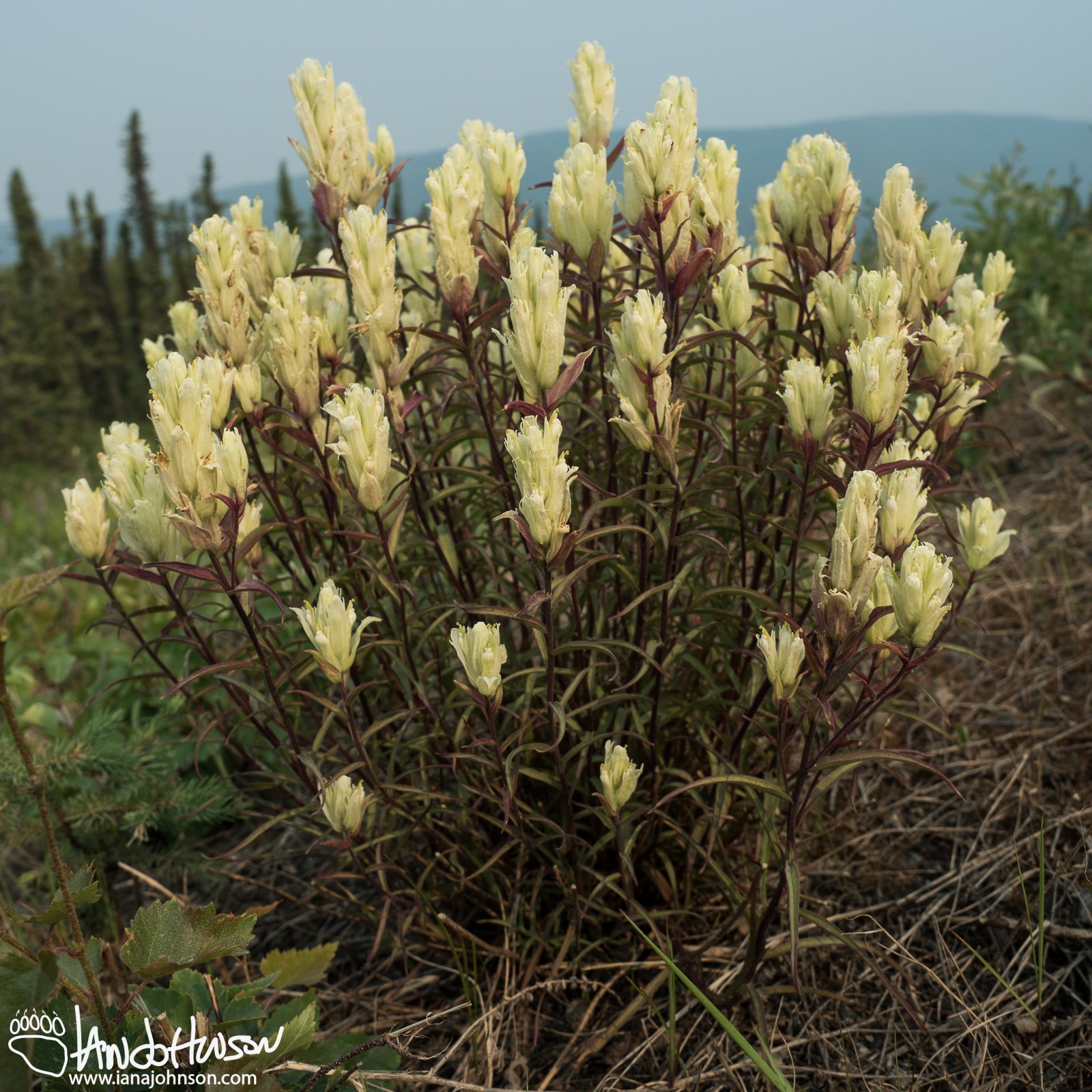 June 22nd : Yellow Paintbrush
