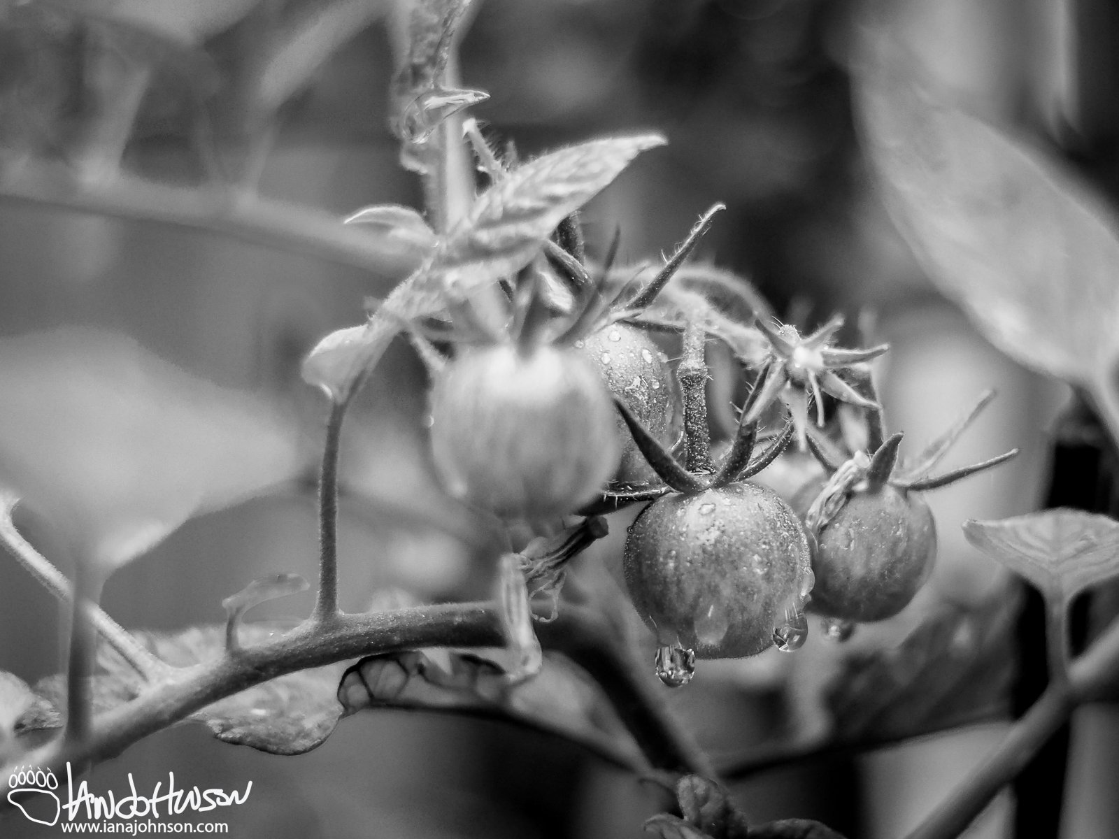 June 27th : Summer tomatoes in the rain