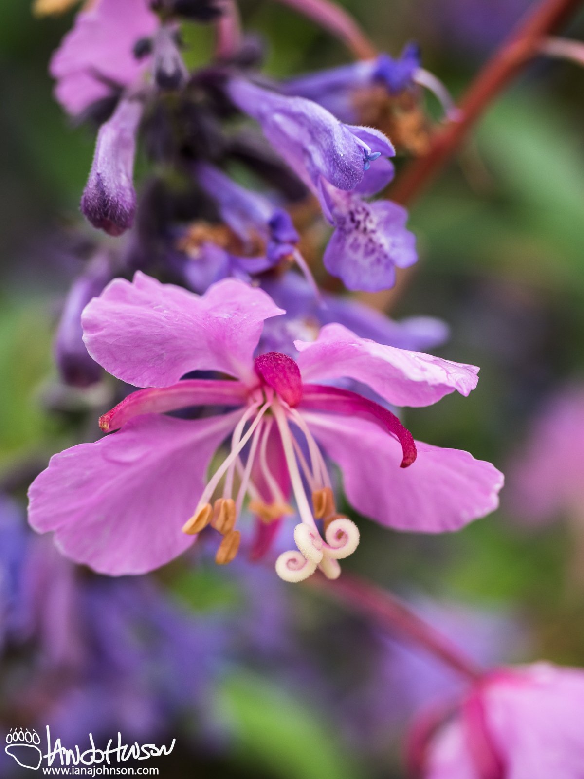 July 1st : Stamen of the fireweed