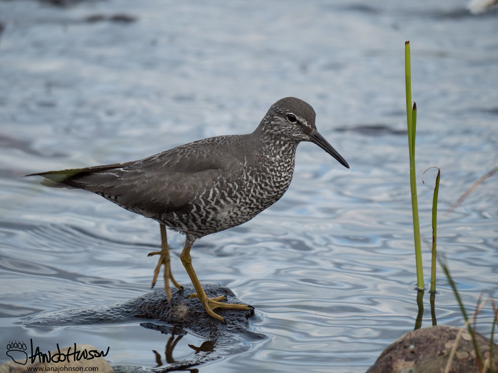 July 4th : Wandering Tattler