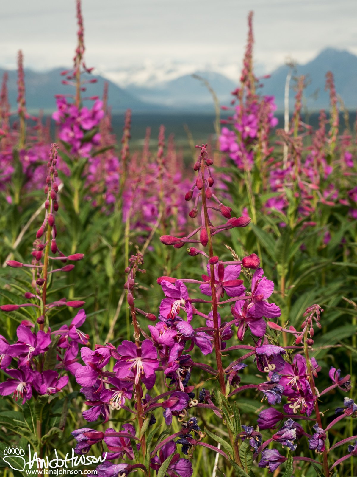 July 5th : Fireweed in front of the mountains along the Denali Highway