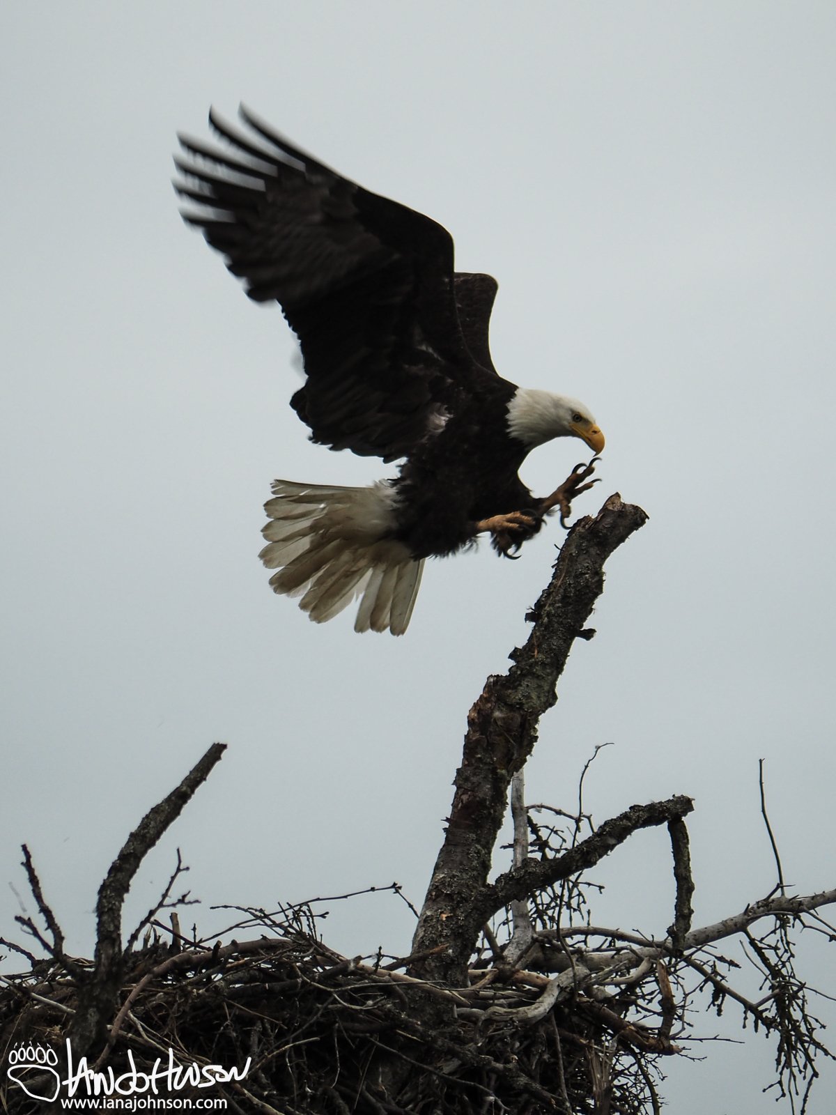 July 8th : Talons outstretched