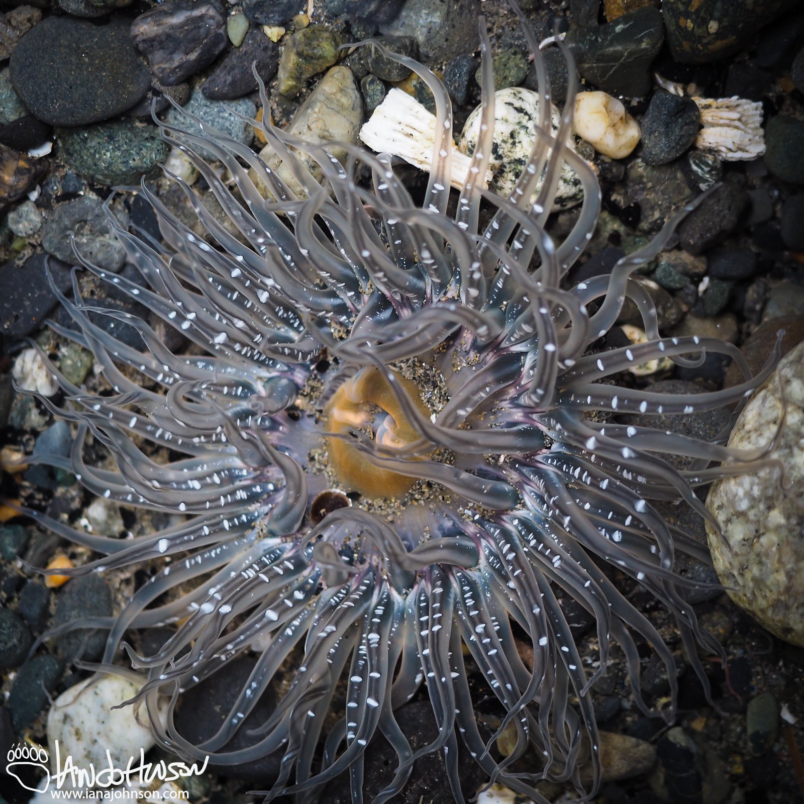 July 9th : Anenome in the tidepool