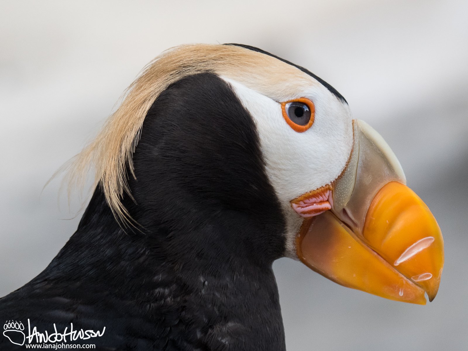 July 10th : Tufted Puffine, SeaLife Center, Seward, Alaska