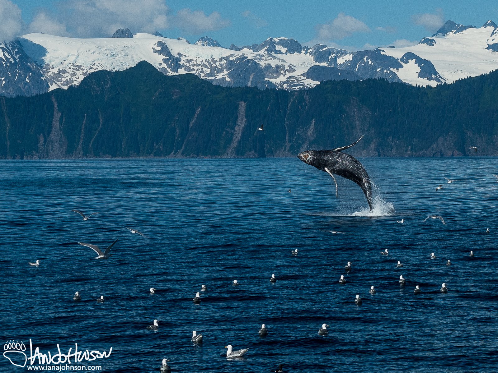 July 11th : Breeching humpback, Seward, Alaska