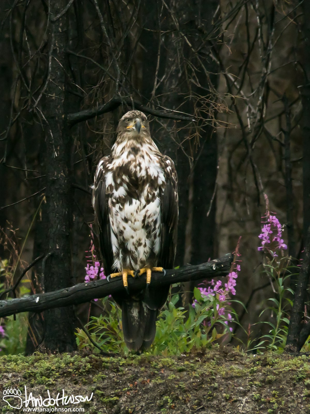 July 13th : A young eagle between Skilak and Bing's Landing