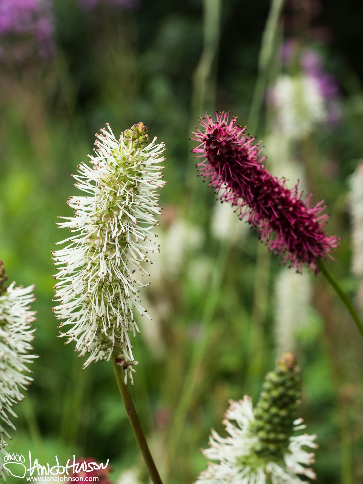 July 15th : Sitka burnet and Red burnet, Denali National Park