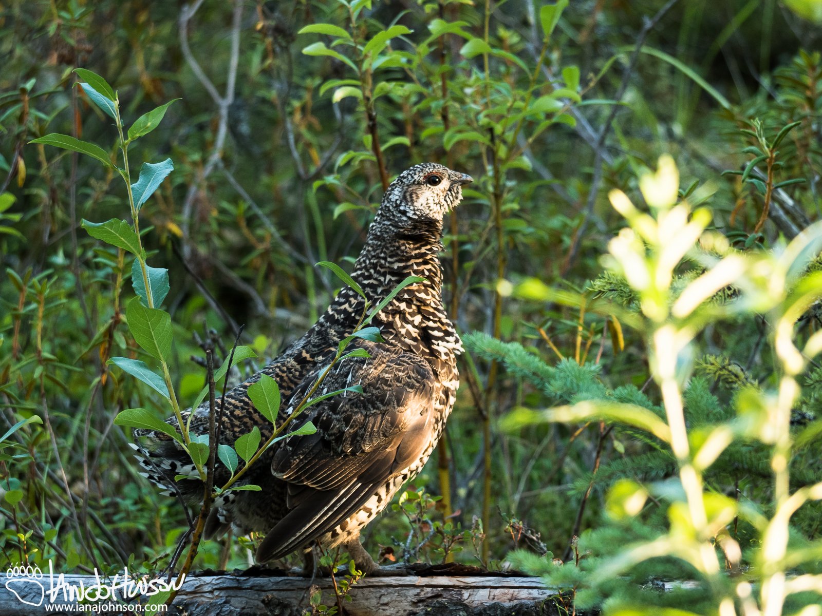 July 21st : A young spruce grouse