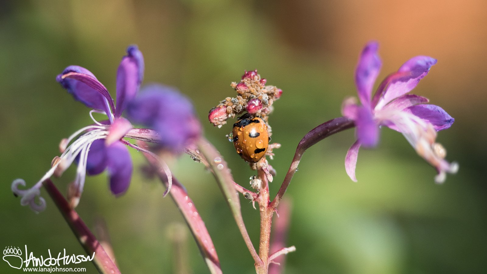 July 22nd : Ladybug having dinner