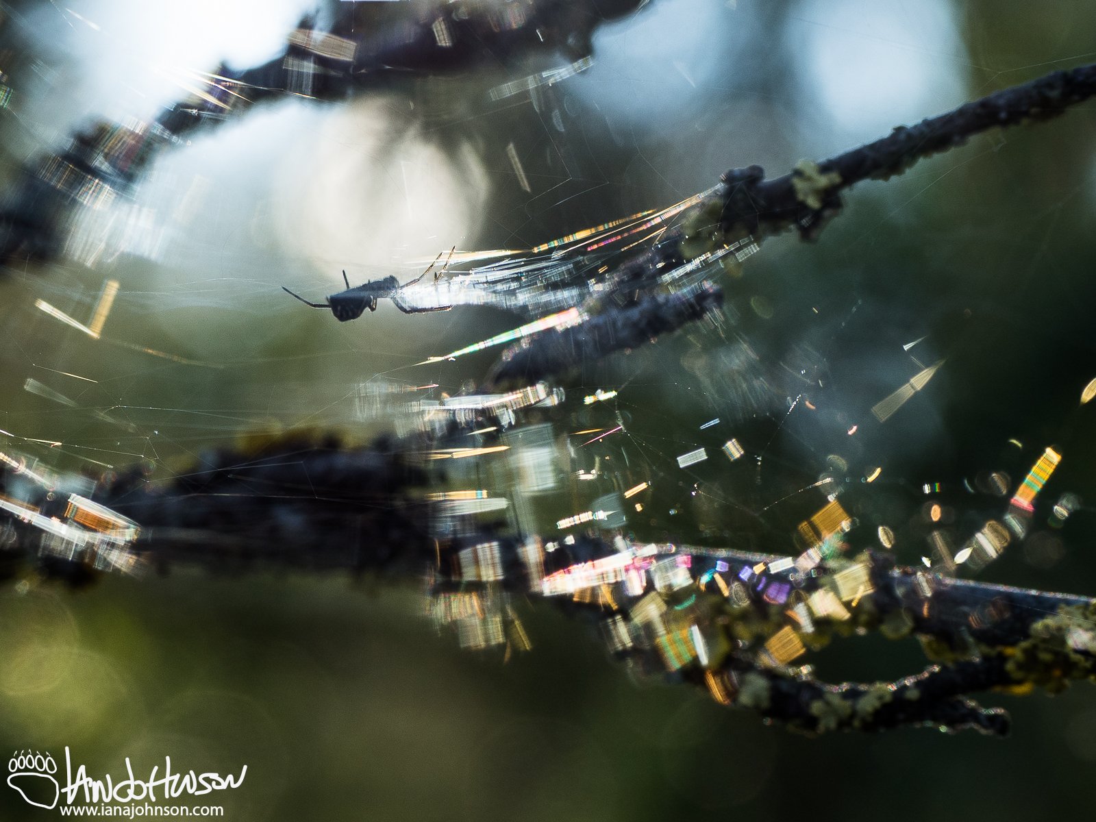 July 23rd : A spider waits in a shimmering web