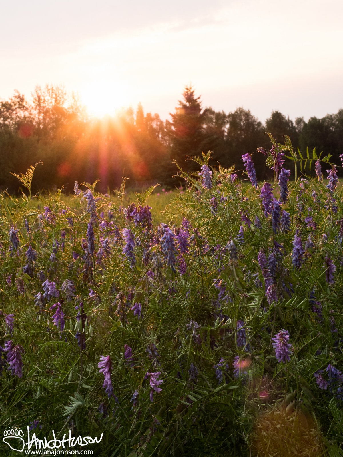 July 24th : A low sunset illuminates a field of invasive bird vetch