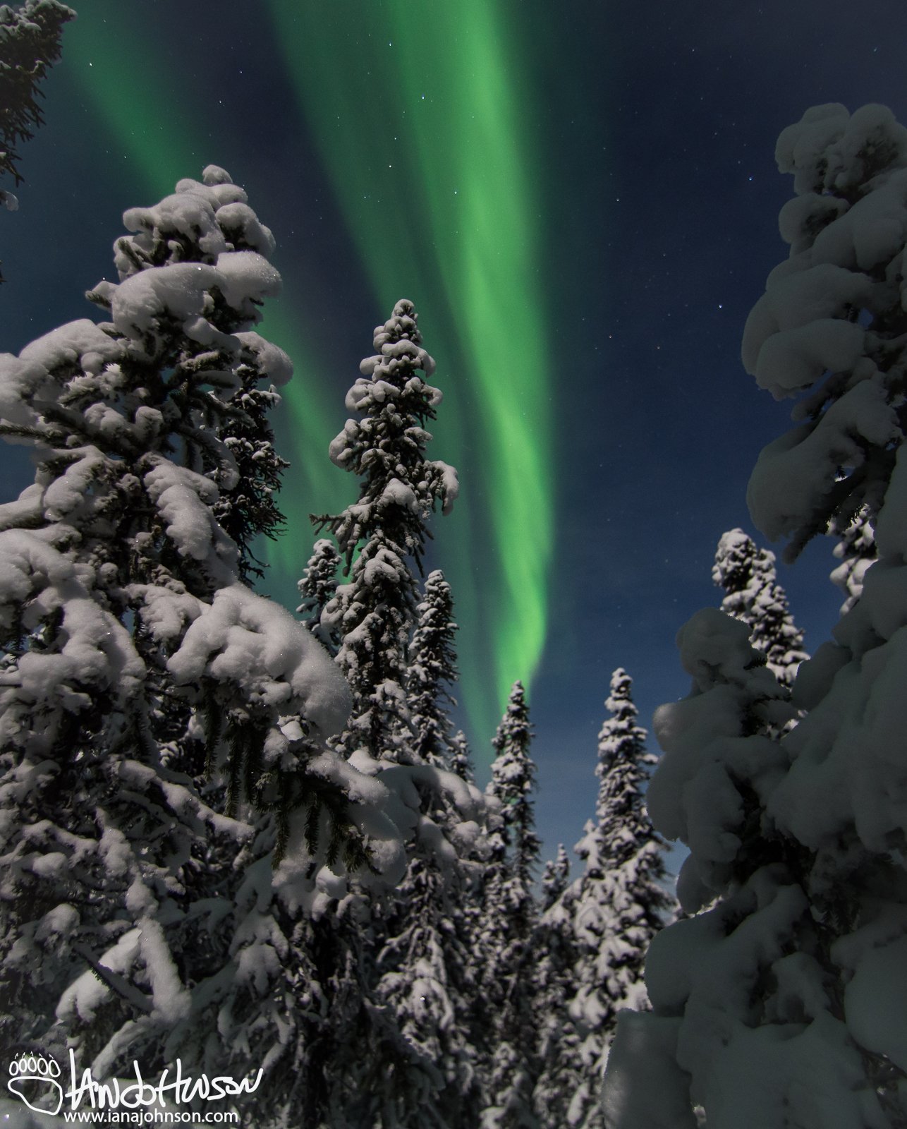 The aurora while up-close and personal in the black-spruce forest!