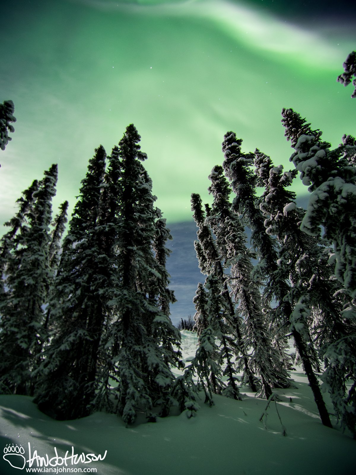 The full moon back-lights these black spruces in this aurora shot.