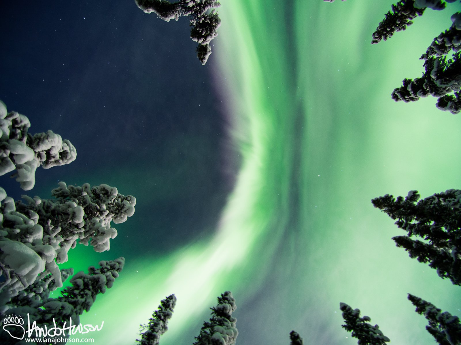 A gorgeous flare of aurora overhead as seen through a gap in the spruce forest.