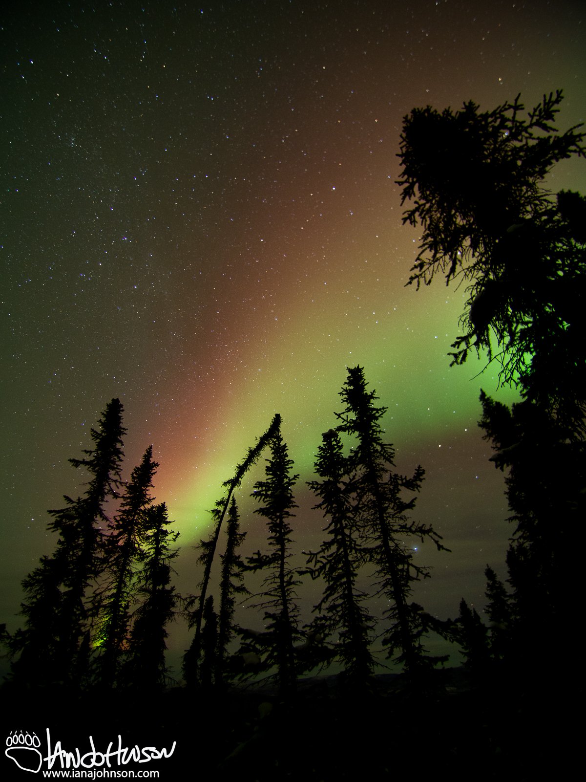 I love the crooked spruce in this shot.