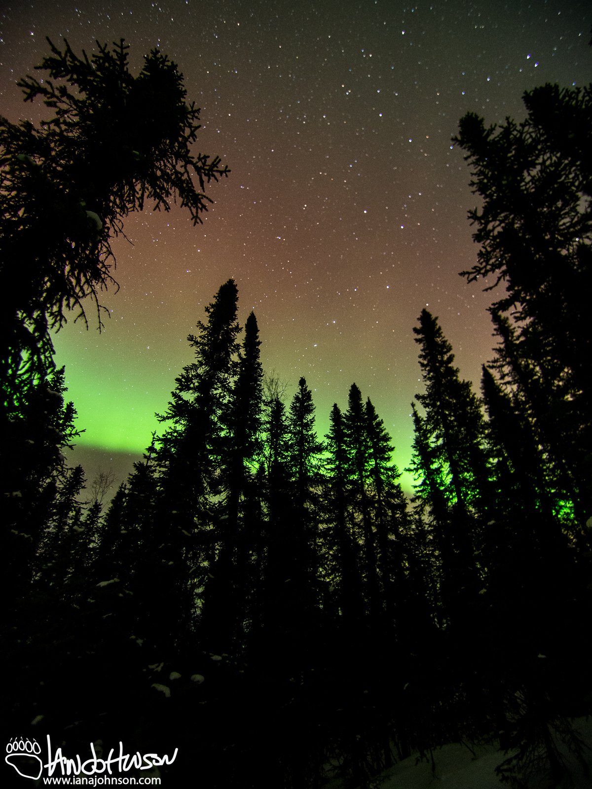 The big dipper hangs over a the trees and in the aurora