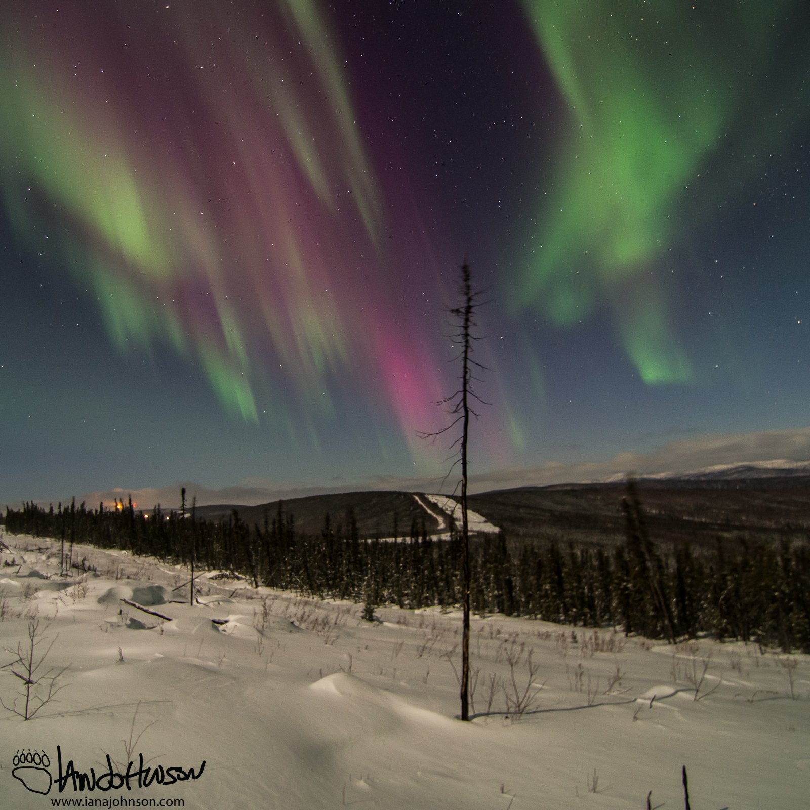 "Divide" - the aurora is seemingly split in half by the points of this spruce!