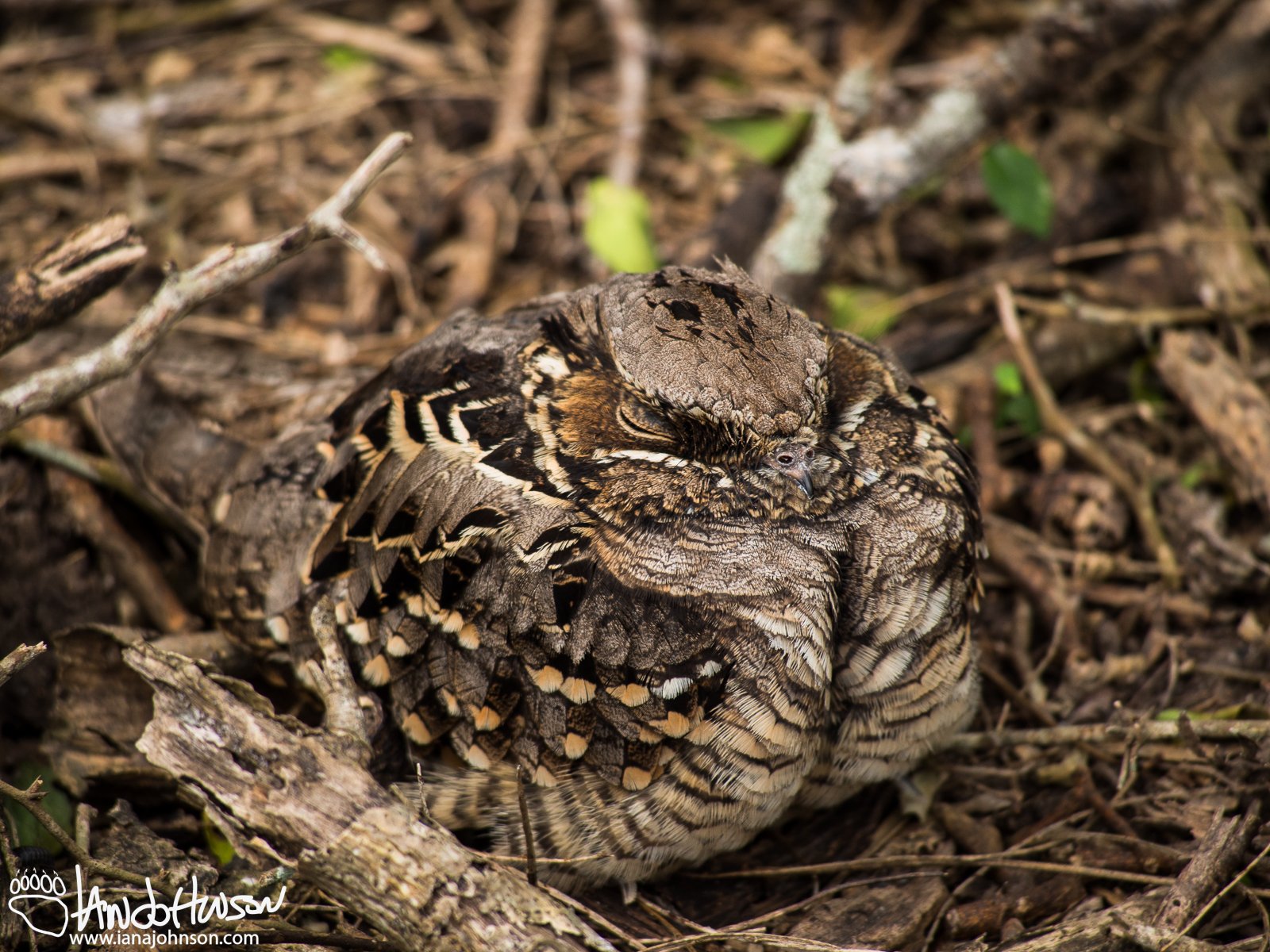 Common Paraque