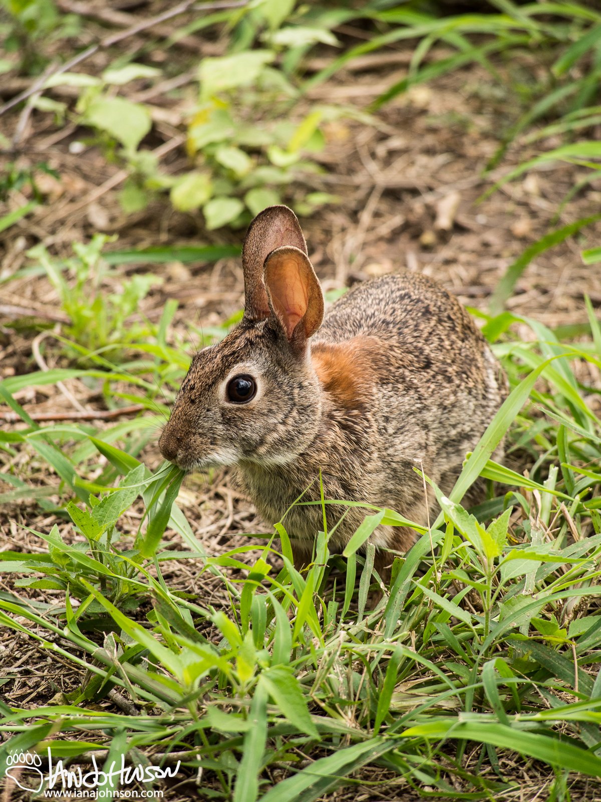 Texas Hare
