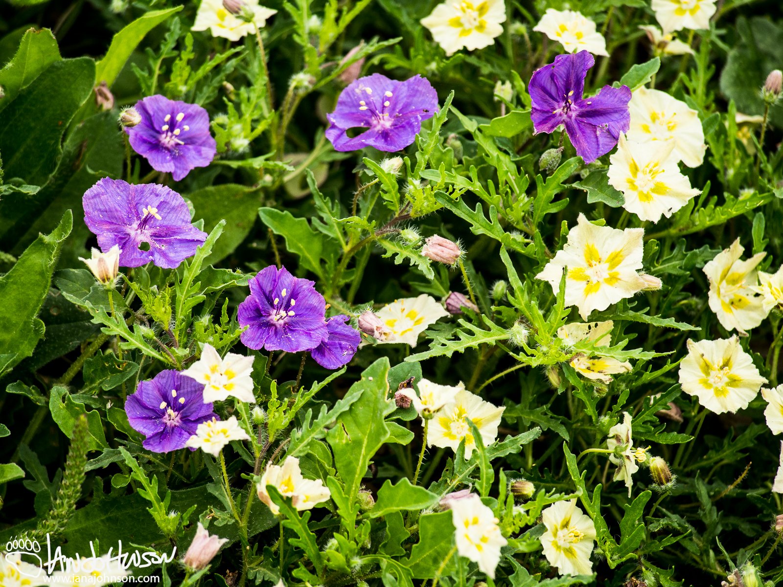 Some spring flowers