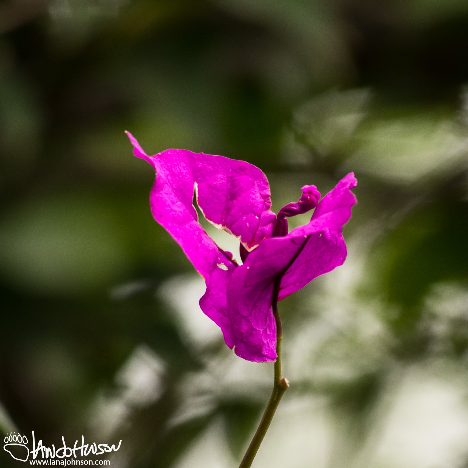 Modiefied Purple Leaves