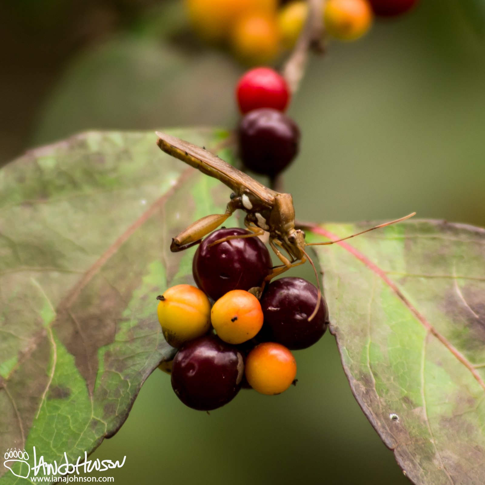 Unknown inext on a species of Texas Holly (perhaps Yaupon)