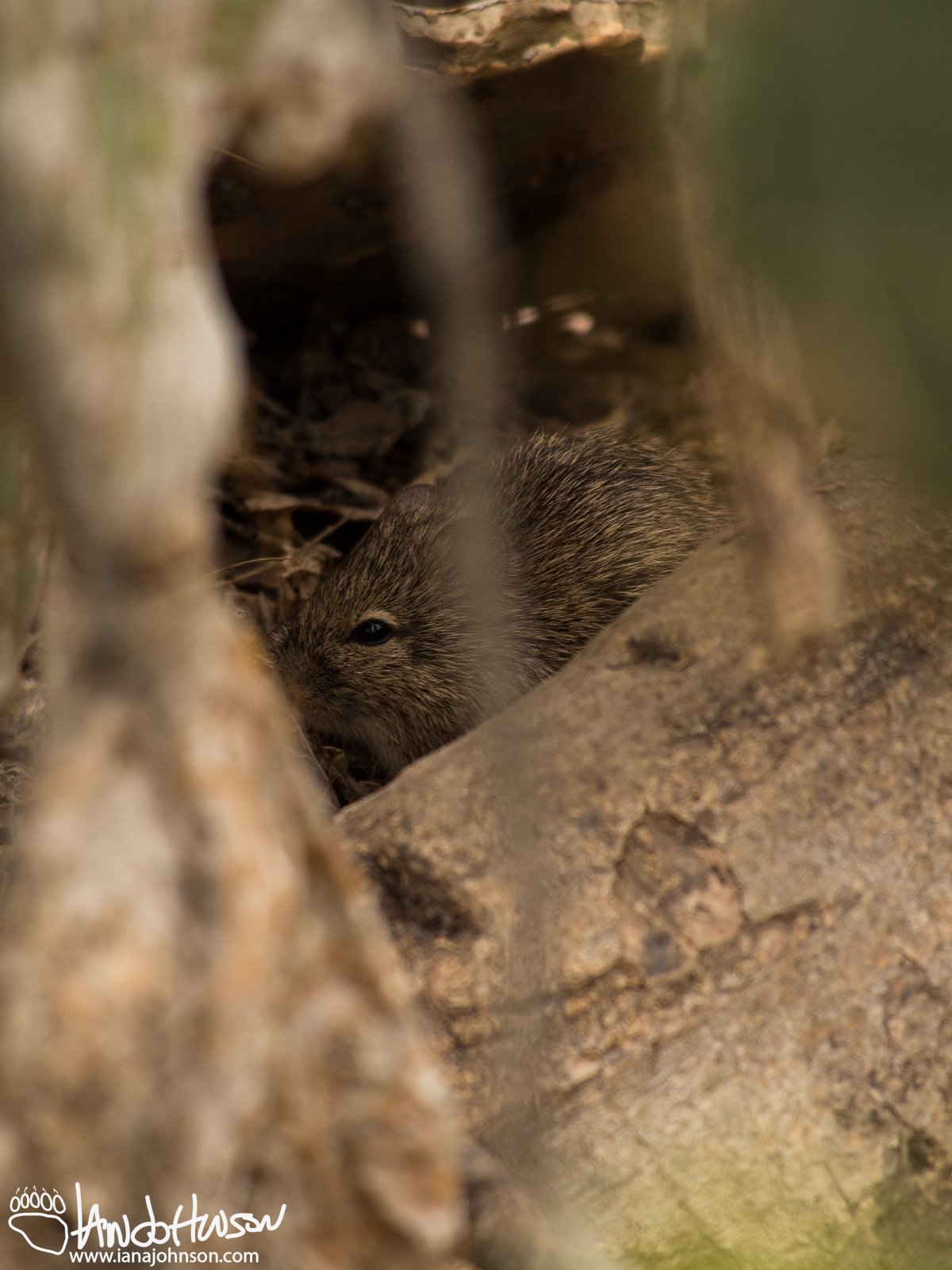 Pika-sized rodent.