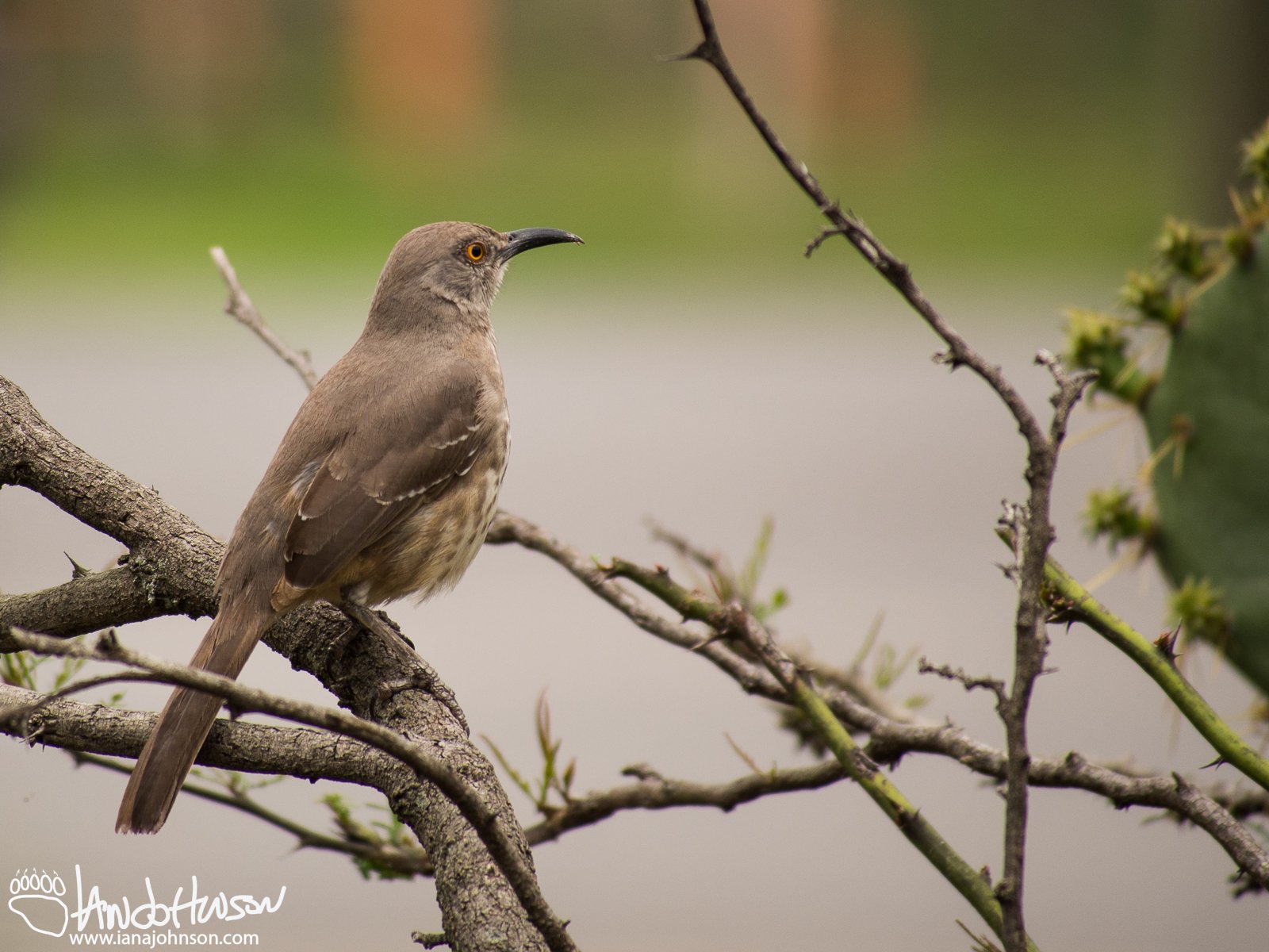 Long-billed Thrasher