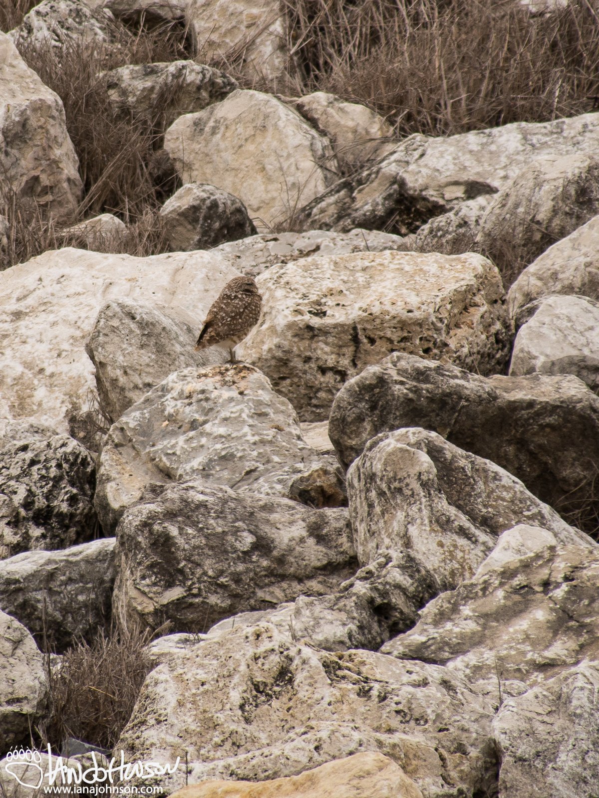 Burrowing Owl