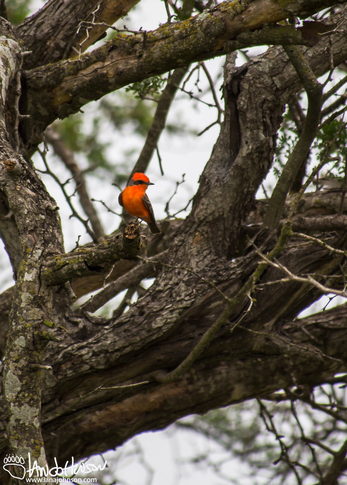 Vermillion Flycatcher