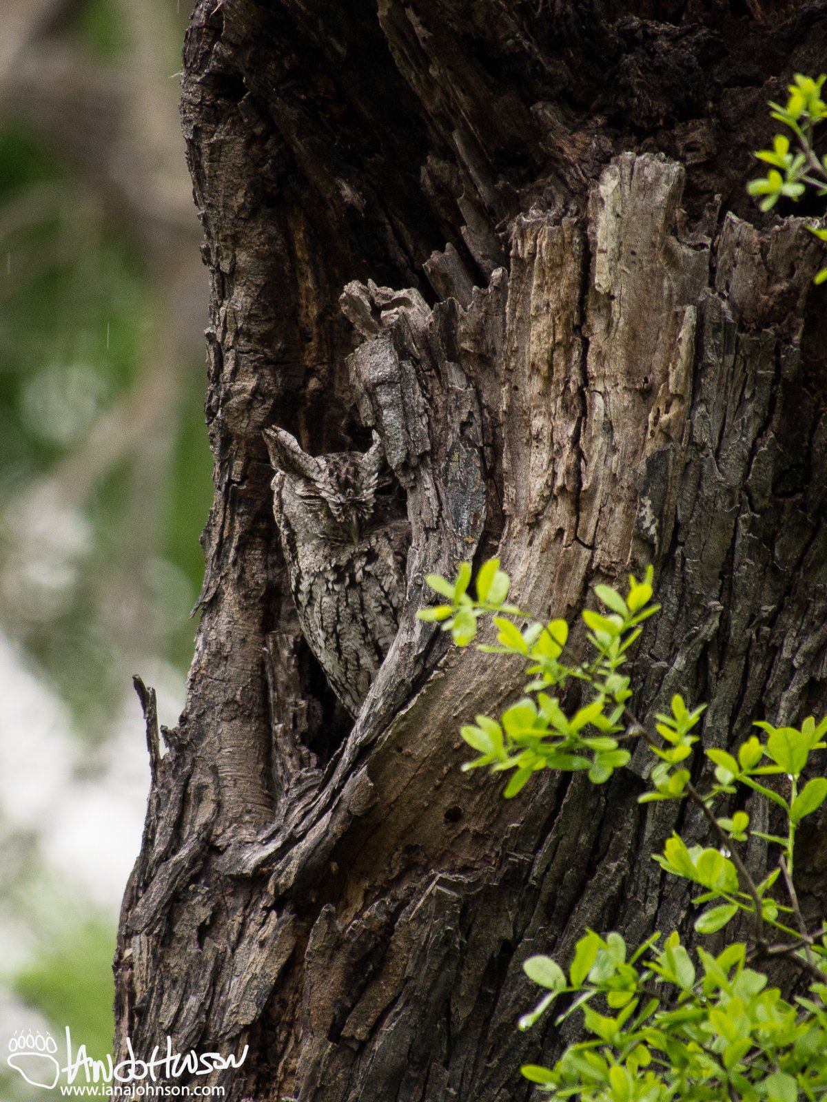 Eastern Screech Owl