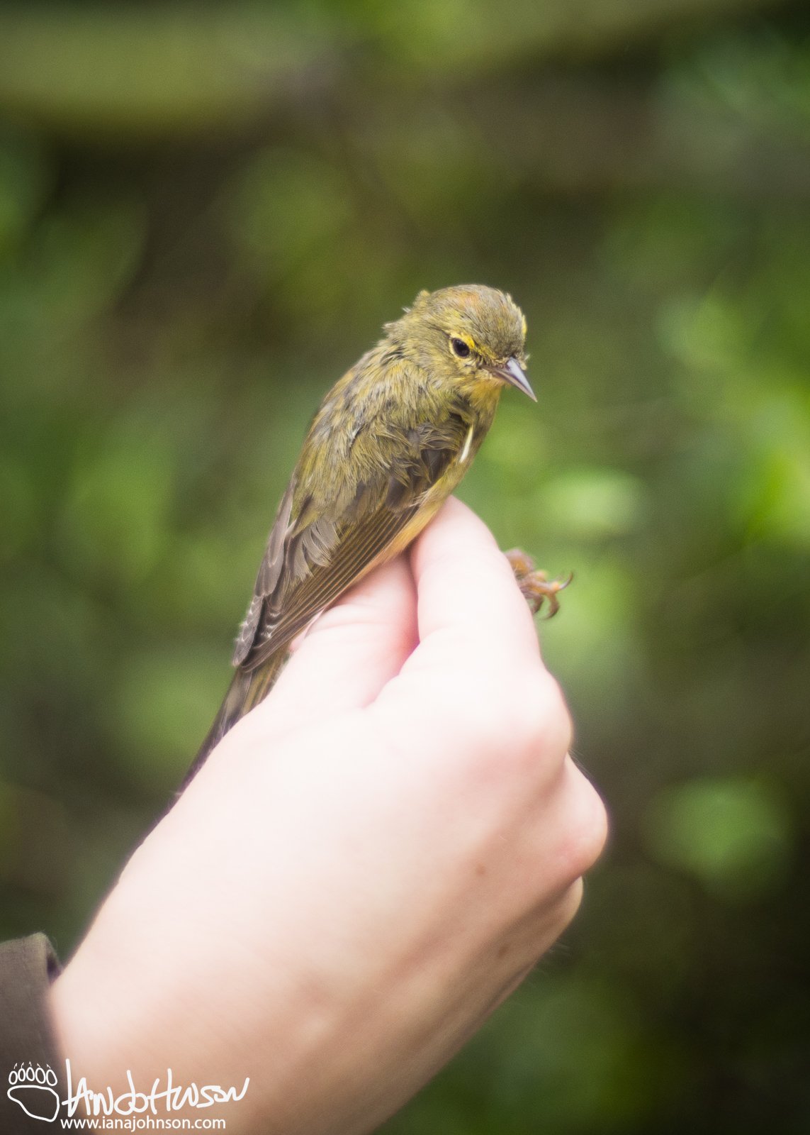 Orange-crowned Warbler