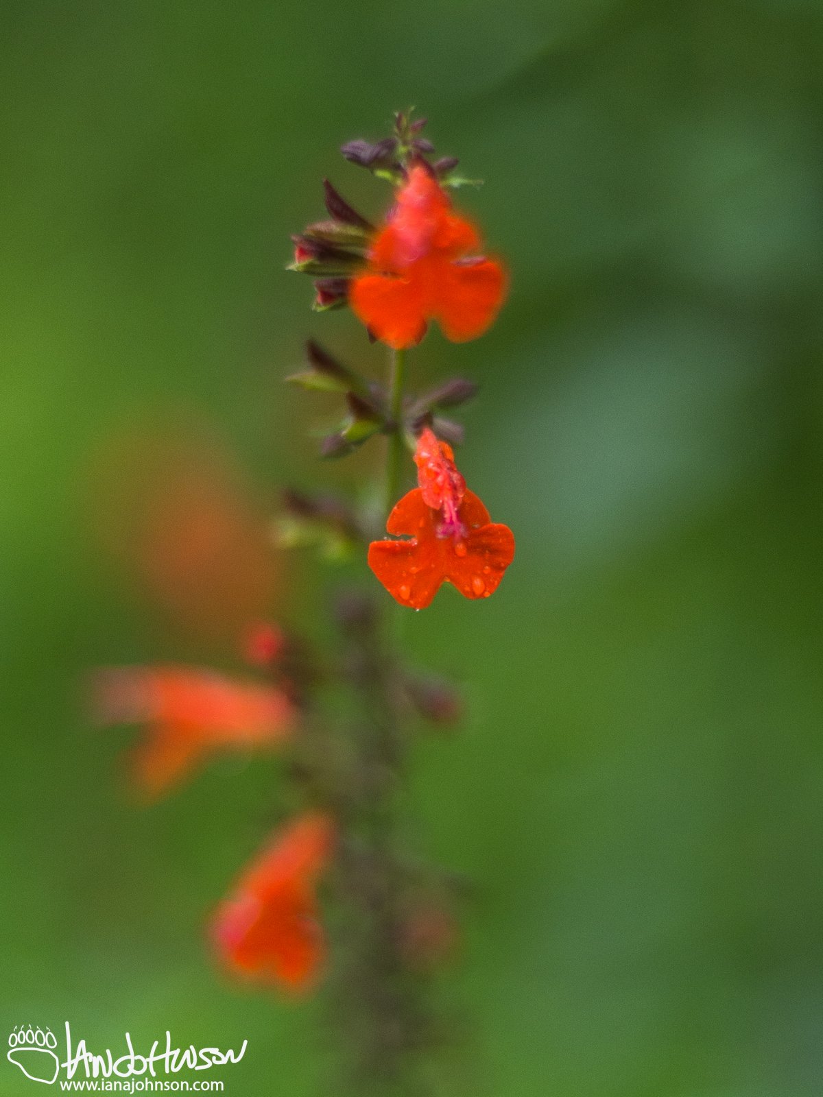 Beatiful heart shaped red flowers, unknown species