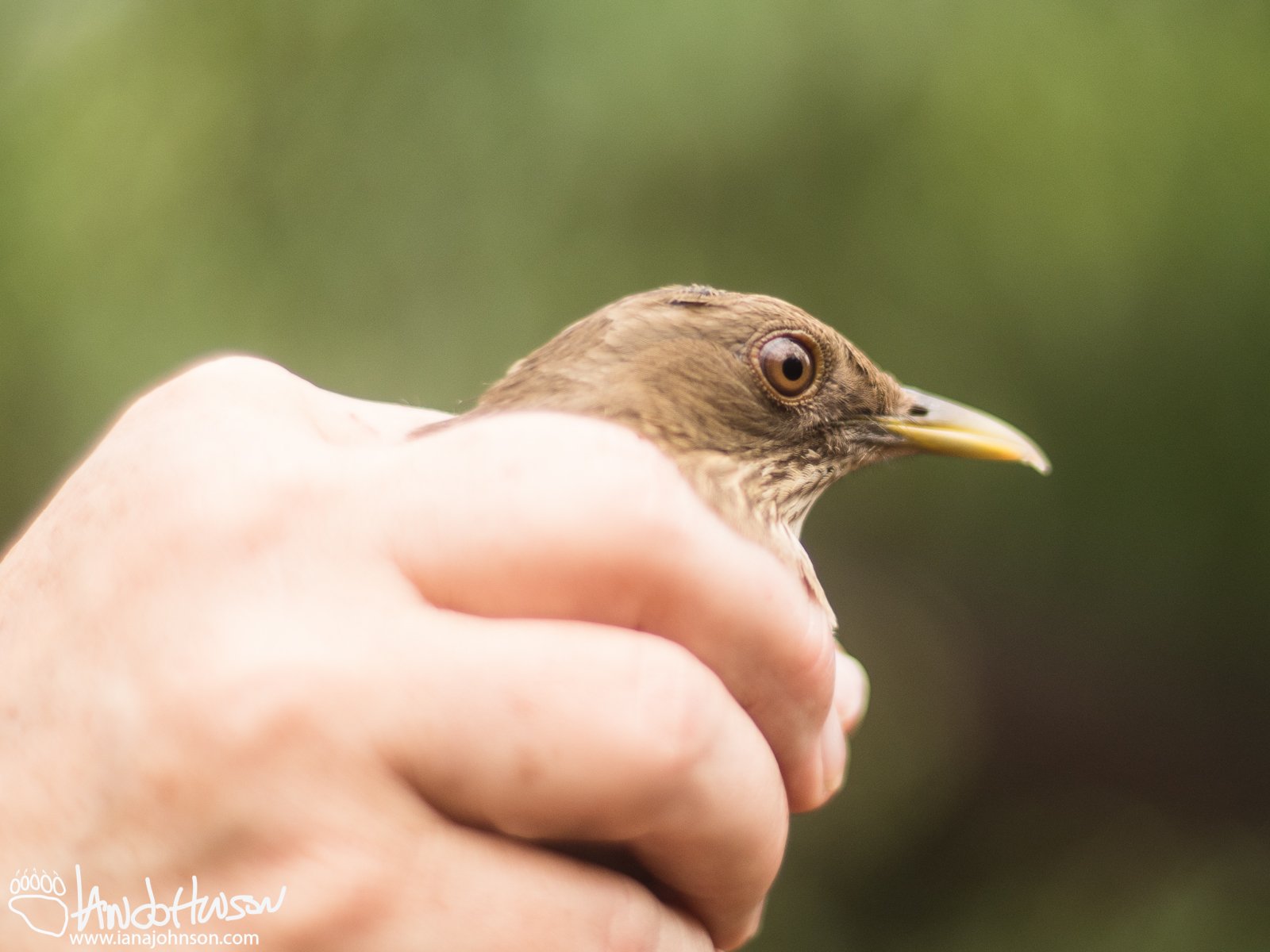 Clay-colored Thrush