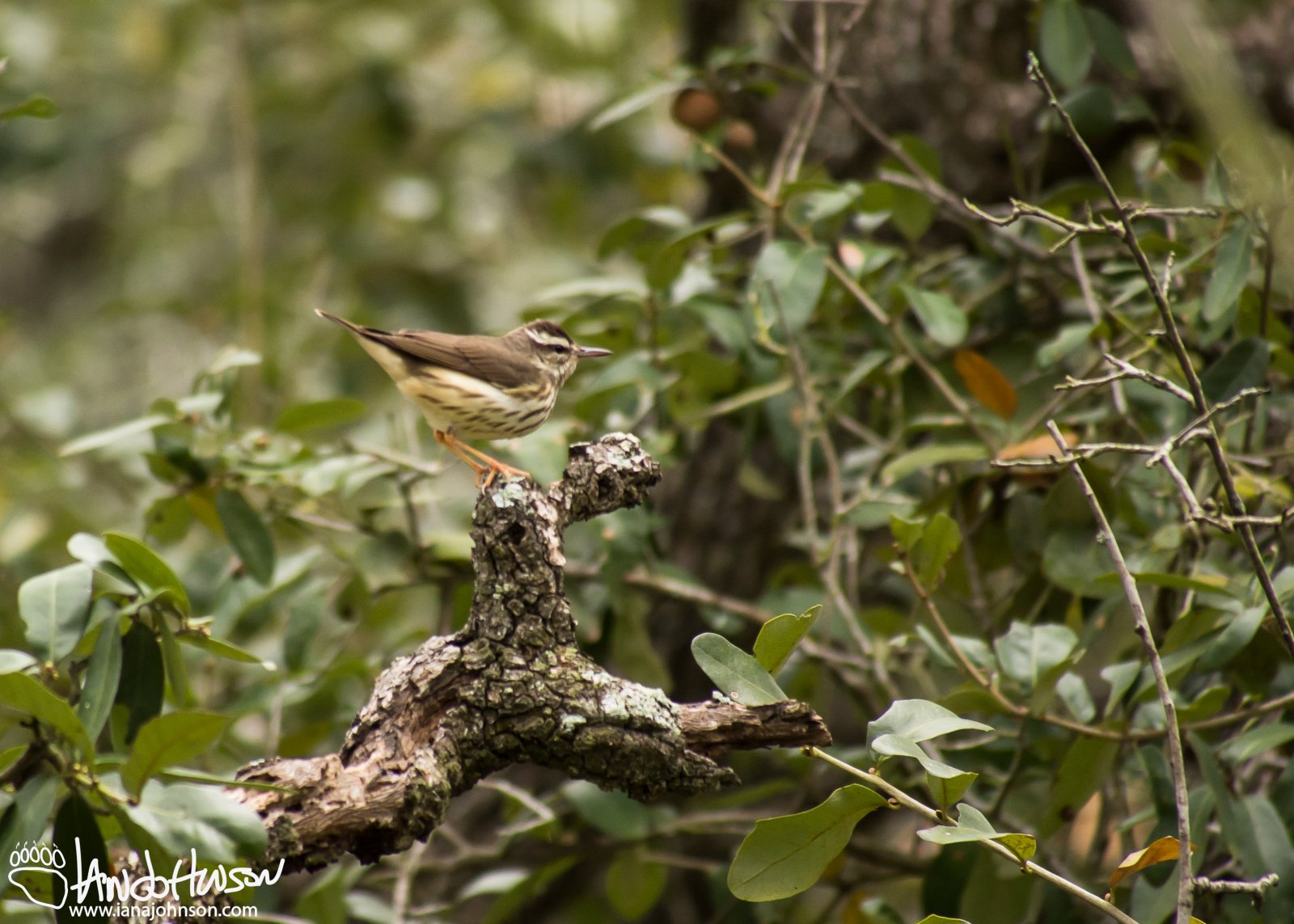 Lousiana Waterthrush