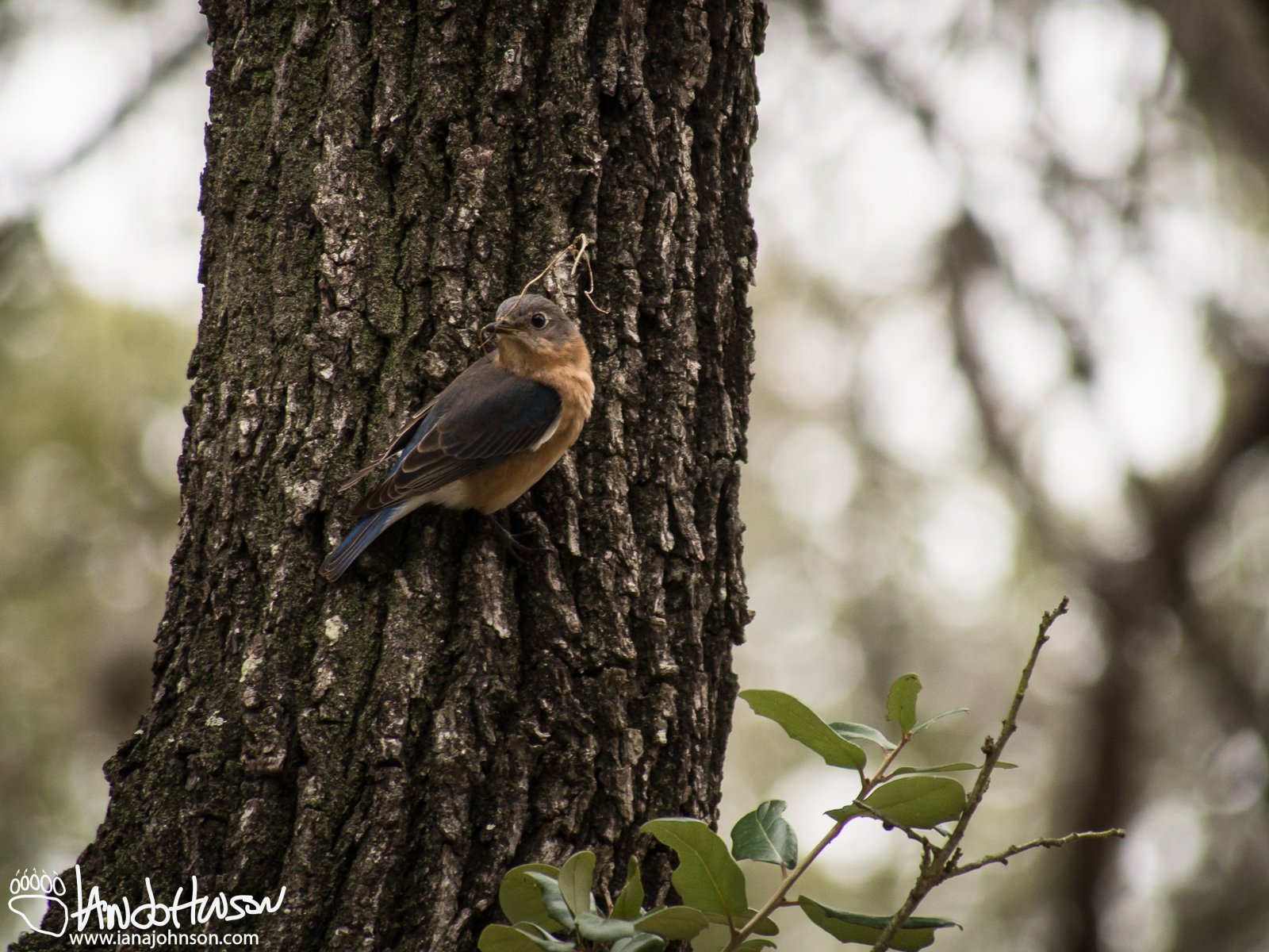 Eastern Bluebird (female)