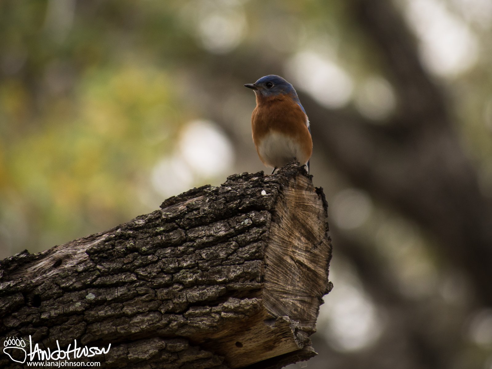 Eastern Bluebird (male)