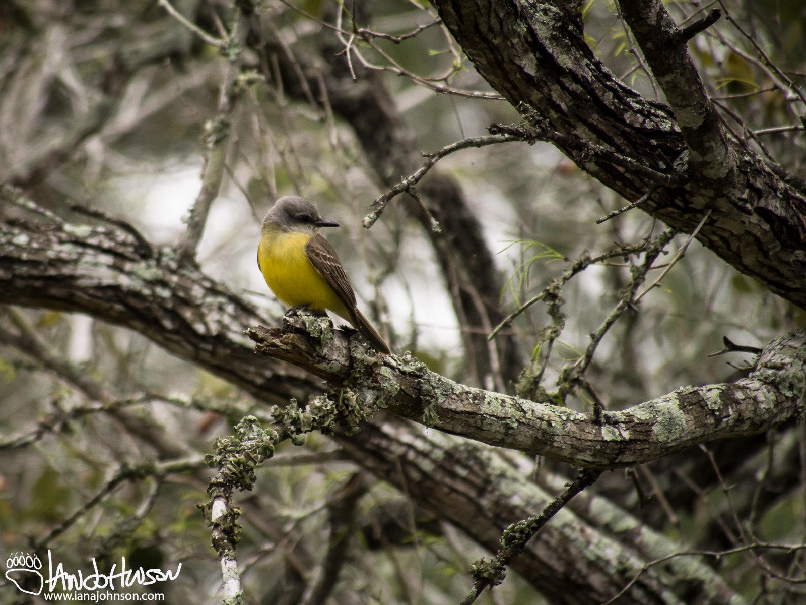 Kingbird (couch's or