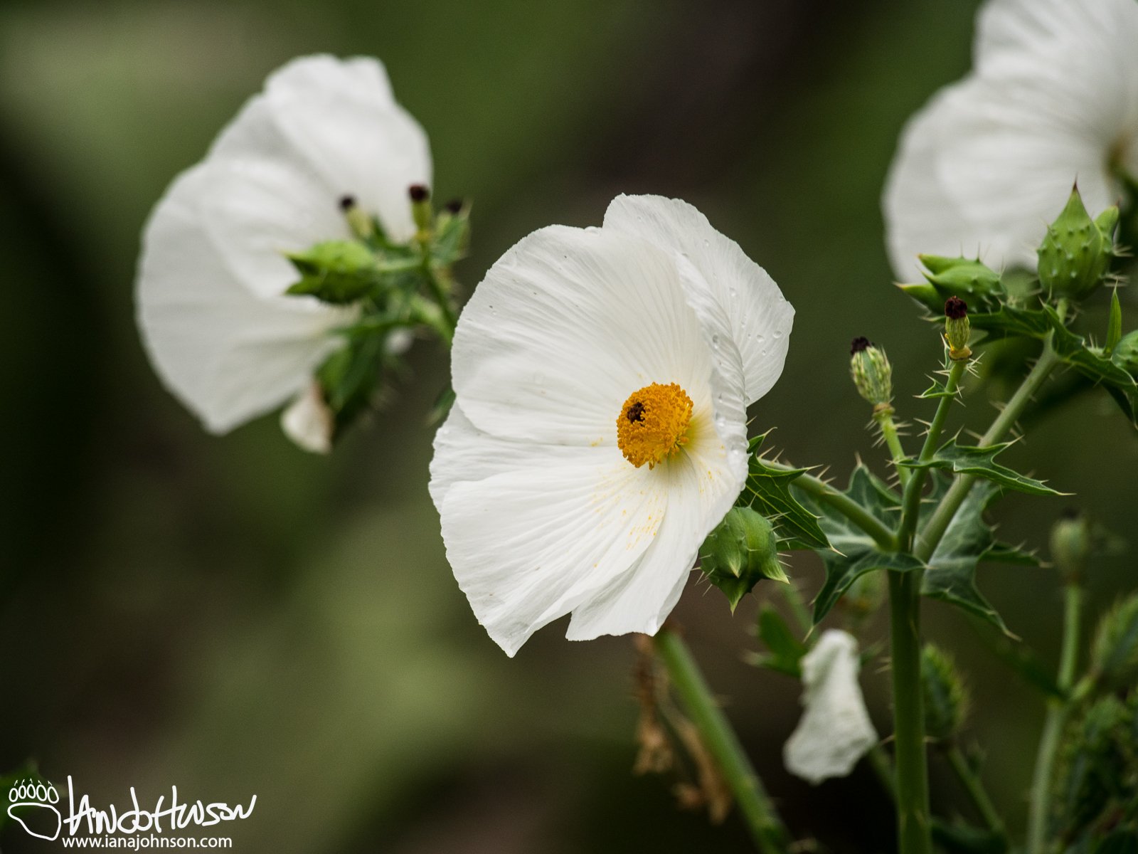 A speices of prickly poppy