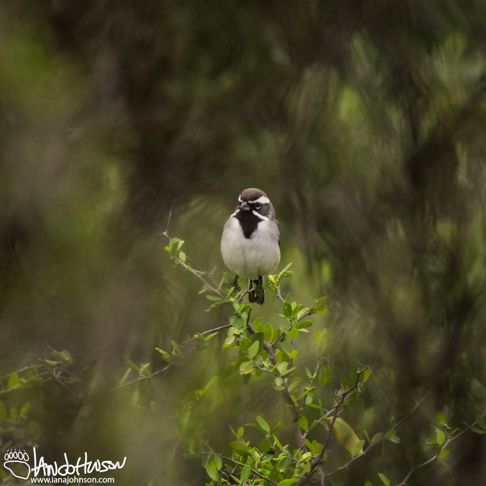 Black-throated Sparrow