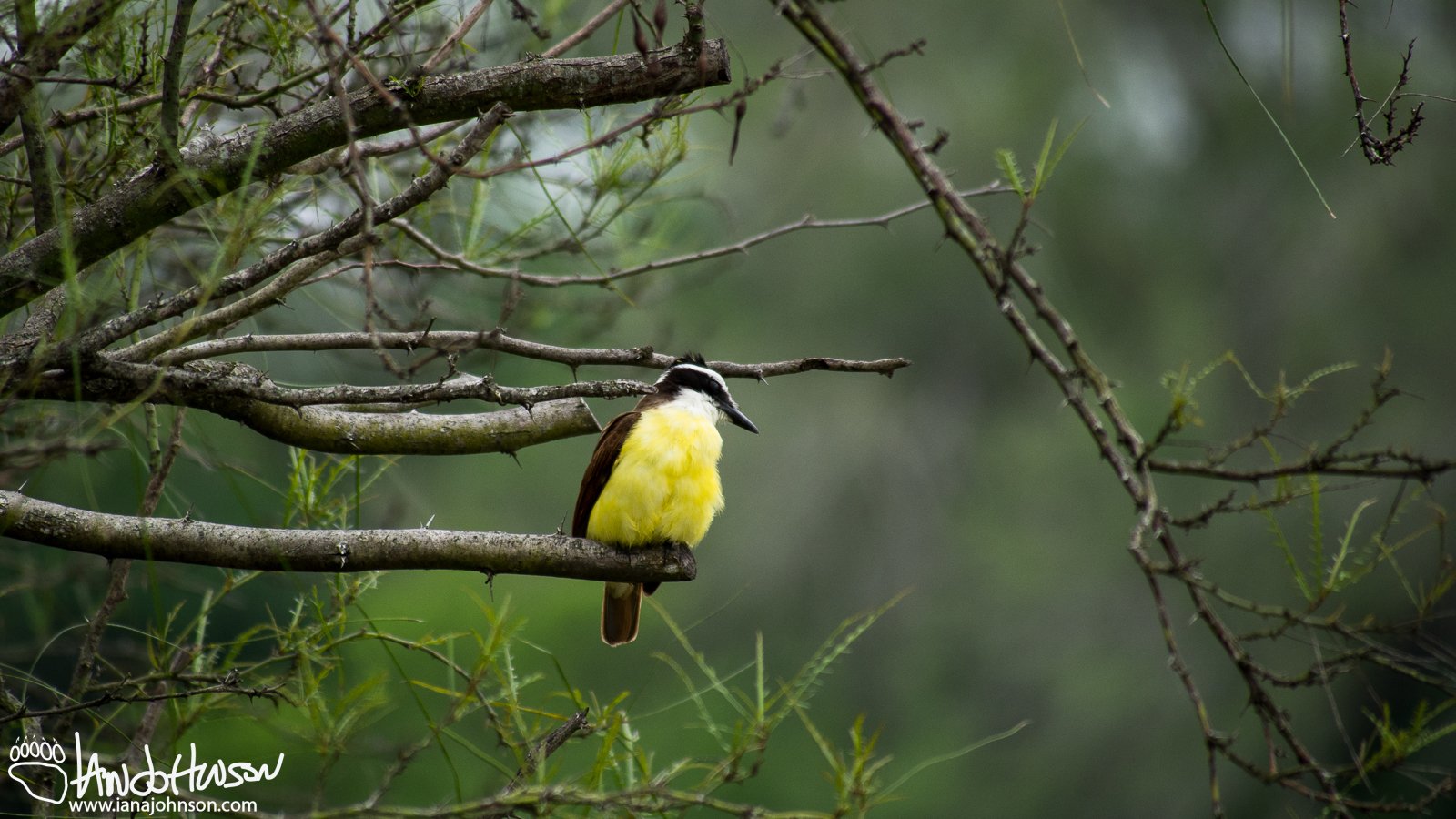 Great Kiskadee