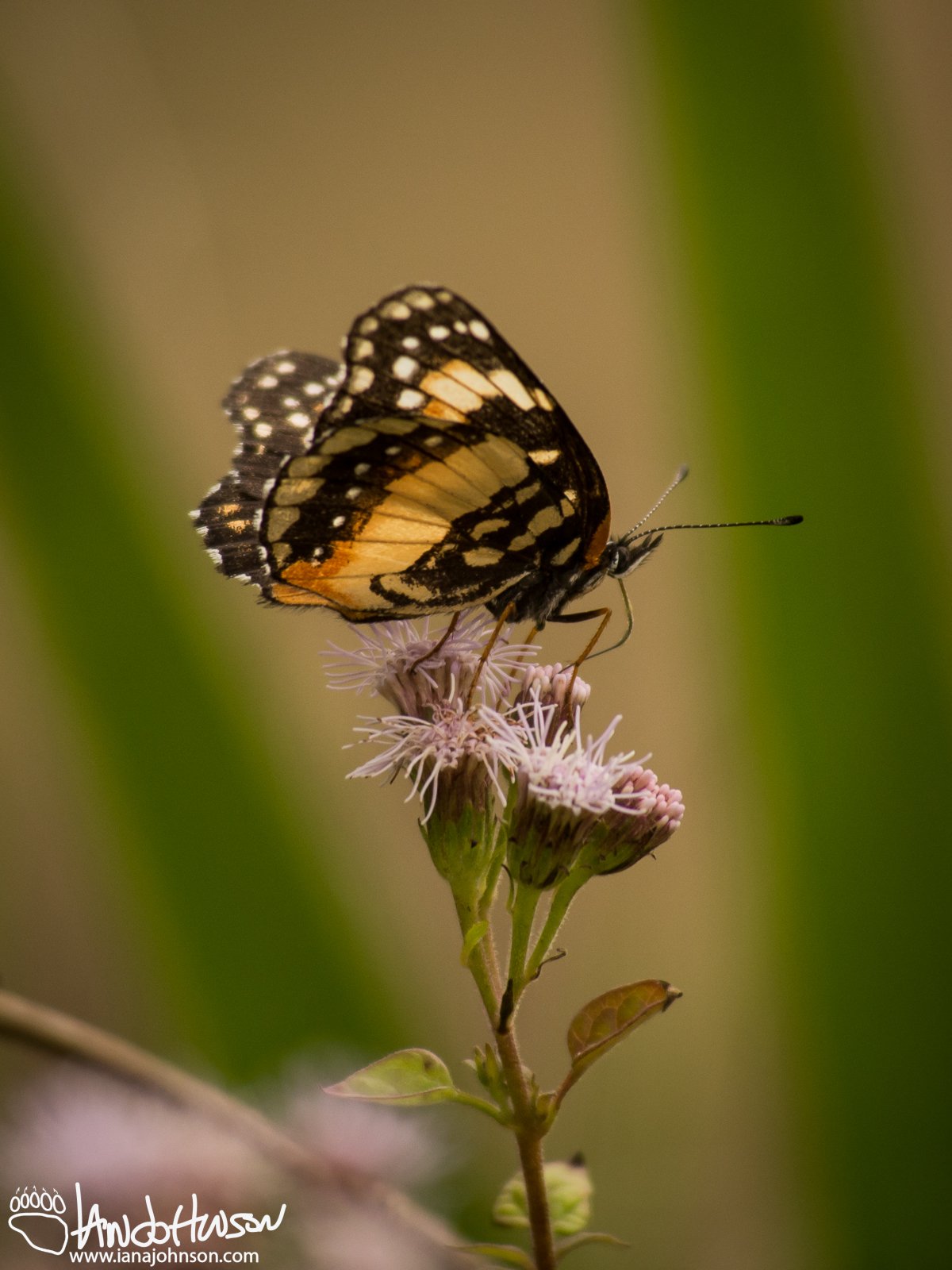 Butterfly, unknown speces