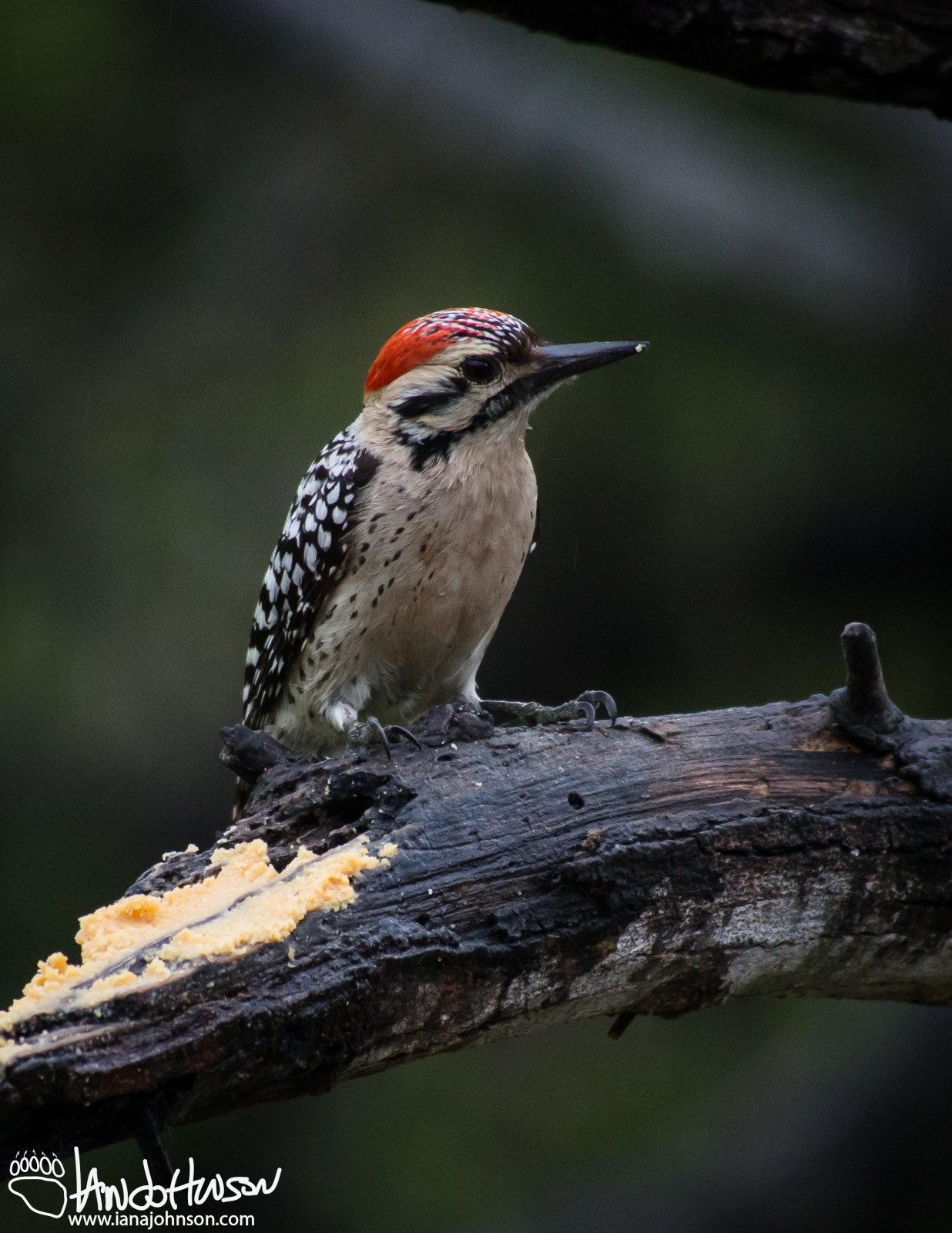 Ladder-backed Woodpecker (male)