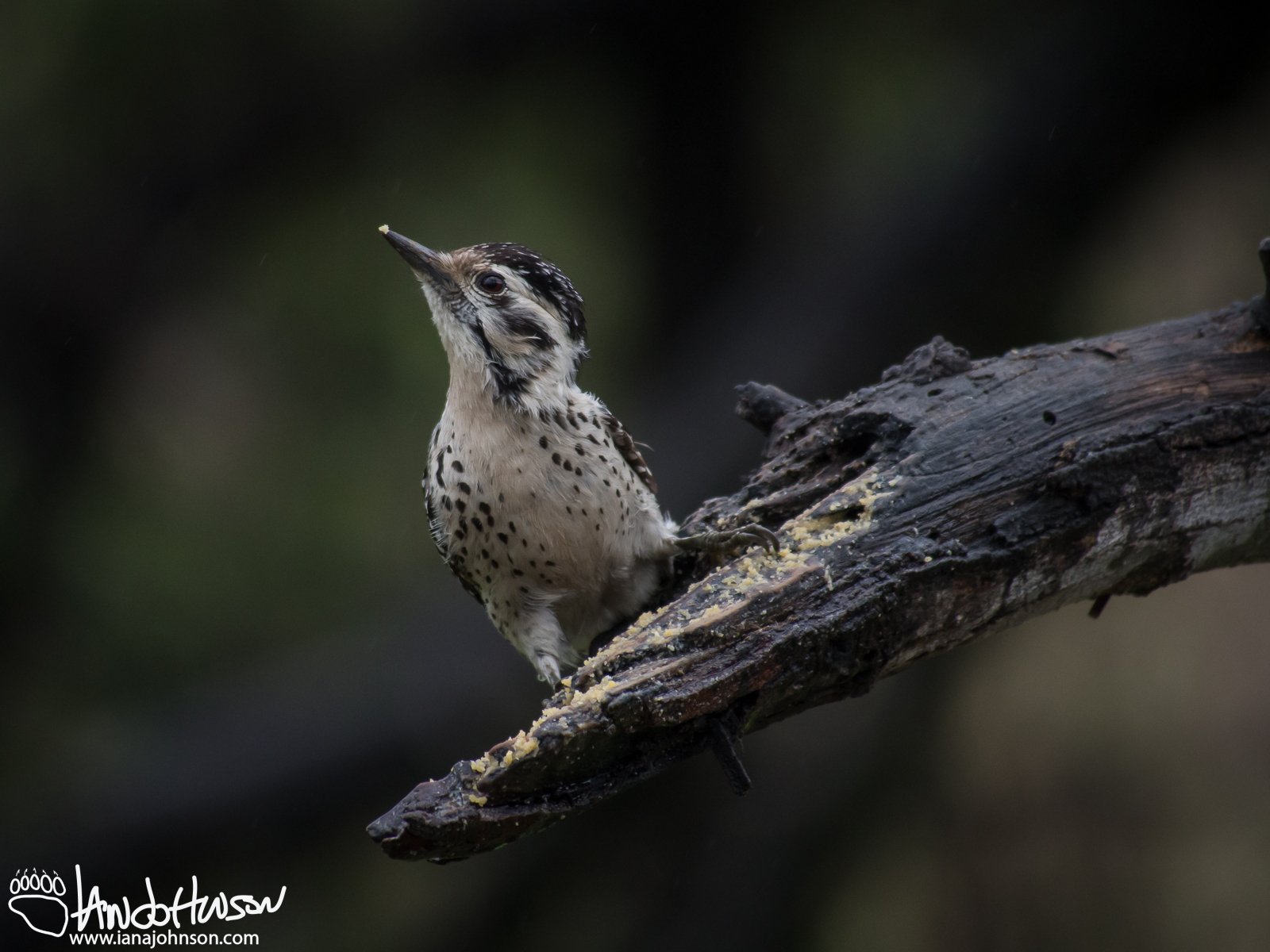 Ladder-backed Woodpecker Female