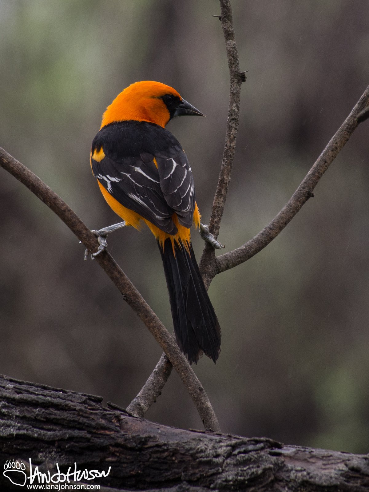 Altimura Oriole