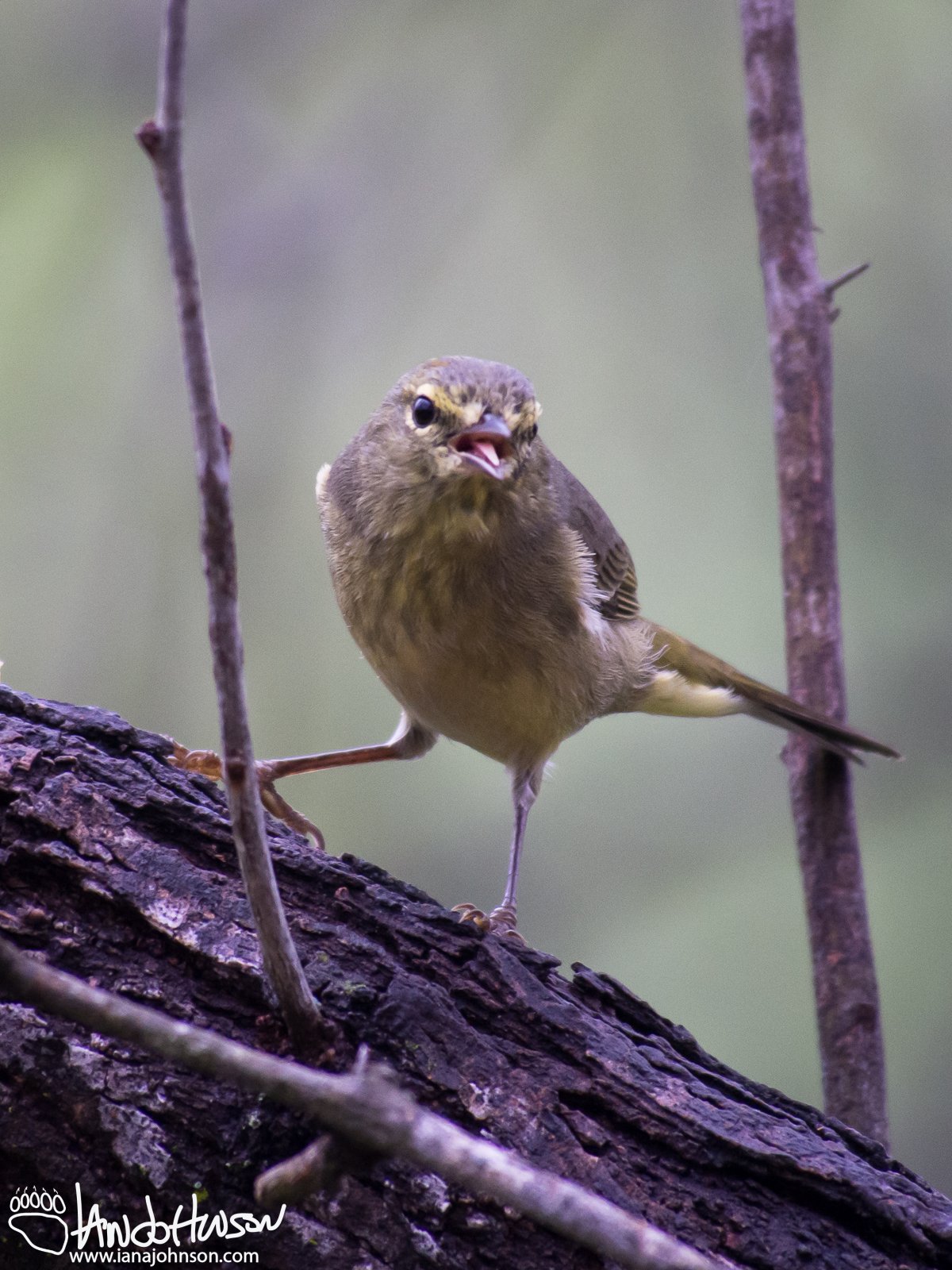 Orange-crowned Warbler
