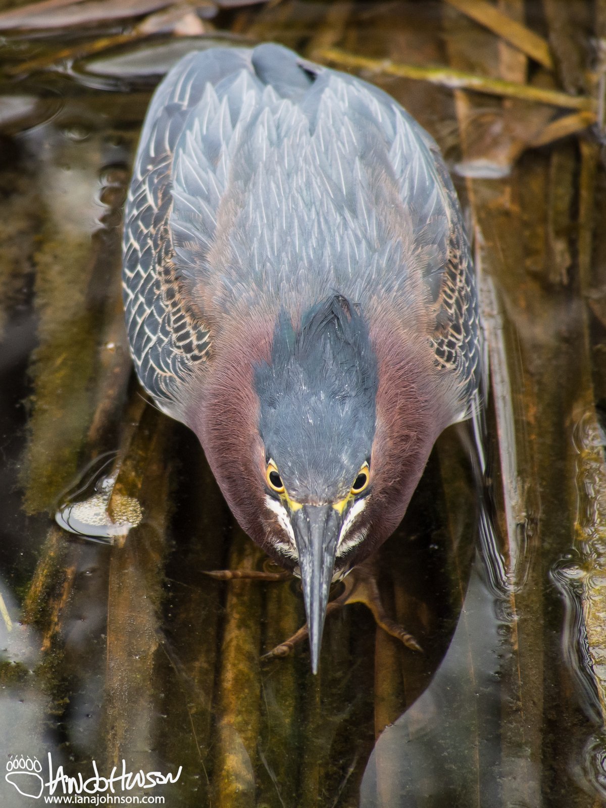 Green Heron