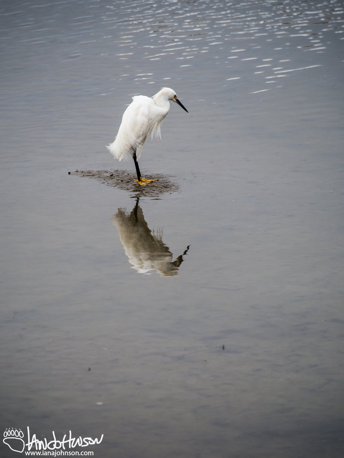 Snow Egret